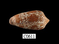 藏品(織錦芋螺)的圖片